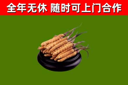 临夏县回收散虫草